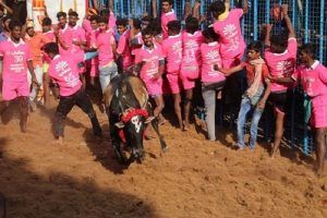 पशु प्रेमियों के कड़े विरोध के बीच तमिलनाडु में शुरू हुआ सांडों की लड़ाई का खतरनाक खेल, मैदान में 700 सांड़ और 730 लोग