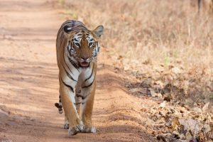 कोरोनावायरस : उत्तराखंड में बस्ती में जाने वाले बाघों की होगी जांच
