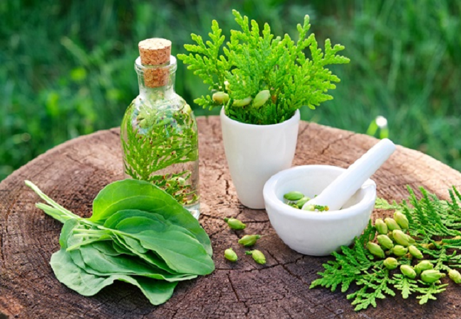Herbal Medicine Green