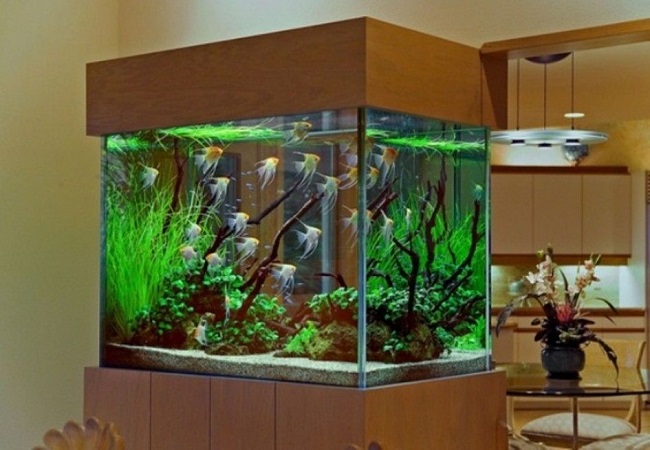 fish acuarium tank