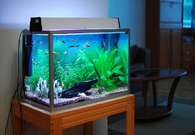 fish aquarium fish