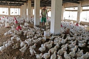 कोरोना के कहर : लॉकडाउन से पोल्ट्री कारोबार हुआ तबाह, मुर्गों को नहीं मिल रहा दाना