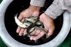 लॉकडाउन : केंद्र सरकार ने मछुआरों को दी बड़ी राहत, मछलीपालन और विपणन की छूट