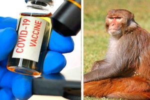 ऑक्सफोर्ड यूनिवर्सिटी का दावा, चिंपांजी के कोल्ड वायरस से सितंबर तक 10 लाख एंटीडोज तैयार होंगे