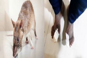 उत्तर प्रदेश :  आगरा अस्पताल में मरीजों के साथ खिलवाड़,  कैंसर मरीज के पैर का अंगूठा चूहे ने कुतरा