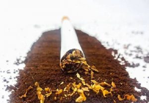 तंबाकू से कमजोर हुए फेफड़े को कोरोना का ज्यादा खतरा : विशेषज्ञ