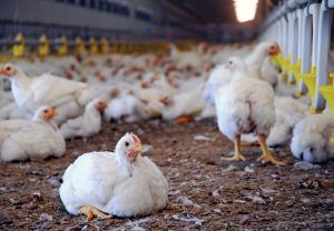 अब किया गया दावा, ‘चिकन से फैल सकता है अगला आधी दुनिया को खतरे में डालने वाला वायरस’