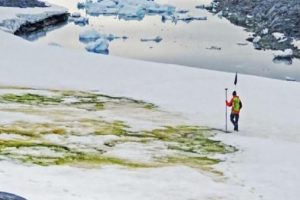 व्हाइट से ग्रीन होने लगी है अंटार्कटिका की बर्फ, देखकर वैज्ञानिक हो गए हैं हैरान!