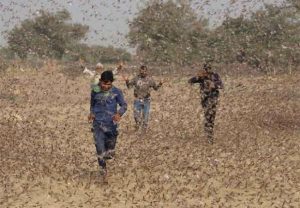 उत्तर भारत के किसानों के लिए सरदर्द बना टिड्डी दल का हमला, पलक झपकते ही फसलें साफ