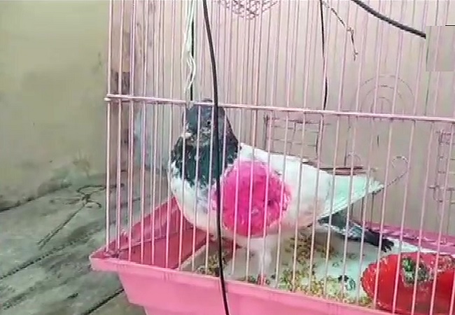 pigeon-border