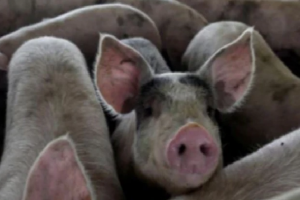 कोरोना के कहर के बीच भारत में ‘अफ्रीकी स्वाइन फ्लू’ की दस्तक, इतने सूअरों की हो गई मौत
