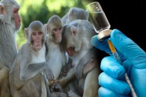 ऑक्सफोर्ड यूनिवर्सिटी ने छह बंदरों पर किया कोरोना वैक्सीन का टेस्ट, इतने दिनों में बनने लगी एंटीबॉडी
