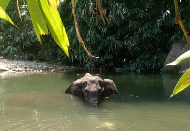 elephant in water