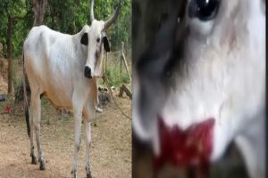 केरल की हथिनी के बाद अब हिमाचल में हुई वैसी ही दरिंदगी, गाय को खिलाया विस्फोटक
