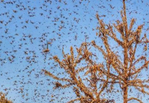 कोरोना संकट में आफत, झांसी के बाद अब प्रयागराज में टिड्डियों का हमला