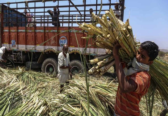 sugar cane farmers
