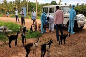 कर्नाटक : 50 बकरियों को हो रही थी सांस लेने में दिक्कत, किया गया क्वारन्टीन, गांव में दहशत