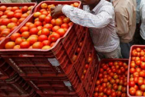 Tomato prices rise: टमाटर की कीमतों में उछाल, चेन्नई में 100 रुपये प्रति किलो पहुंची कीमतें