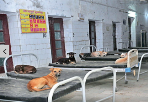 दावा : कोरोना मरीजों के लिए लगाए गए बेड पर लेटे हुए हैं कुत्‍ते, जानिए क्या है सच?