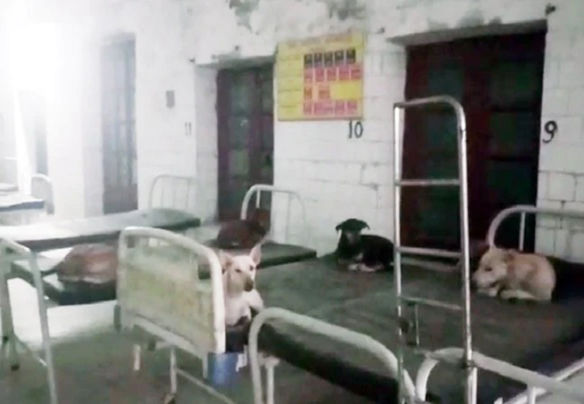 Bihar Hospital Dog pic