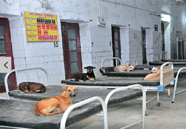 Bihar Hospital Dog