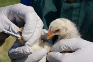 चीन में पक्षियों से होने वाले संक्रमण का केस आया