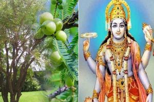 Amla Navami 2021: आंवला नवमी के दिन करें इन मंत्रों का जाप, भगवान विष्णु होंगे प्रसन्न