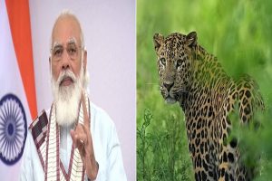 शेर और बाघ के बाद अब तेंदुओं की संख्या में बड़ा इजाफा, पीएम मोदी ने जताई खुशी, कहा- Great news