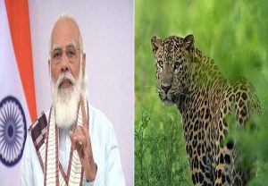 शेर और बाघ के बाद अब तेंदुओं की संख्या में बड़ा इजाफा, पीएम मोदी ने जताई खुशी, कहा- Great news