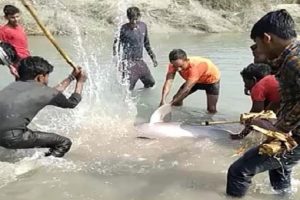 Pratapgarh: इंसानियत हुई शर्मसार, लाठी-डंडों और कुल्हाड़ी से की डॉल्फिन की निर्मम हत्या