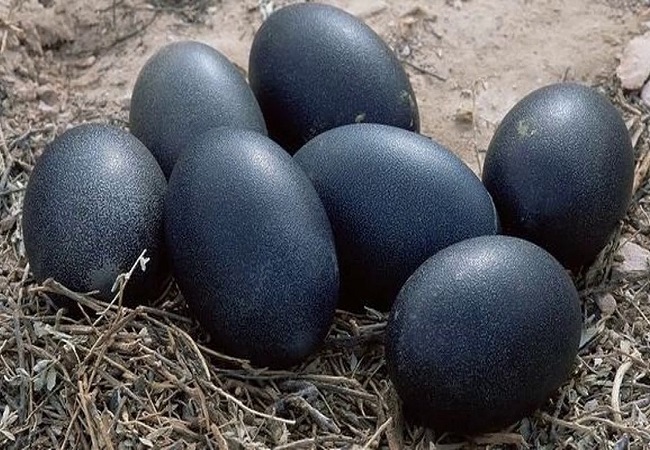 Kadaknath Murge Egg