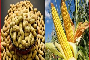 UP: योगी सरकार ने बदली किसानों की किस्मत, धान के बाद मक्‍का और मूंगफली खरीद में भी बना नया रिकॉर्ड