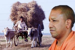 UP: सीएम योगी की है गेहूं खरीद पर सीधी नजर, किसानों को हो रहा है 72 घंटे में भुगतान