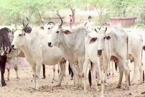 Rajasthan: कागजों पर बनाई गईं फर्जी गौशालाएं, गाय एक भी नहीं लेकिन लेते रहे करोड़ों का अनुदान