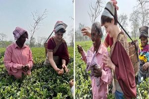 Assam: चुनाव जिताने के लिए प्रियंका ने बागान में तोड़ी चाय की पत्‍तियां, तो लोगों ने लिए मजे, कहा- अब इस चायपत्ती से वो कॉफी बनायेगी