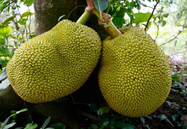 Jackfruit Tripura
