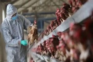 China: पहली बार इंसान में मिला Bird Flu का H10N3 स्ट्रेन, पूरी दुनिया में यह पहला मामला