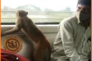 Delhi: दिल्ली मेट्रो में बंदर के सफर करने का वीडियो हुआ वायरल, यात्री के बगल बैठ शीशे से लिया बाहर का नजारा