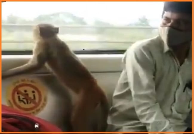 Delhi metro monkey
