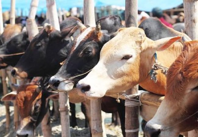 Assam-ban-on-cow-slaughter
