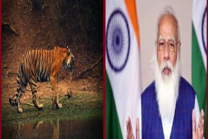 International Tiger Day: ‘अंतर्राष्ट्रीय टाइगर डे’ पर PM मोदी का ट्वीट, कहा- 70 प्रतिशत बाघों का घर भारत है
