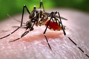 Zika Virus Alert: केरल में बढ़ा जीका वायरस का खतरा, संक्रमितों की संख्या बढ़कर 23, अलर्ट जारी