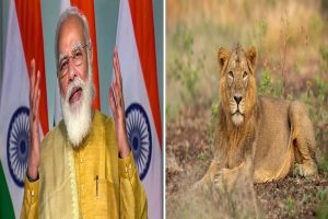 World Lion Day: विश्व शेर दिवस पर बोले PM मोदी, शेरों की आबादी में लगातार वृद्धि