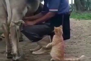 Viral Video: सोशल मीडिया पर बिल्ली का हक से दूध मांगते हुए वीडियो वायरल, शख्स ने ऐसे बुझाई उसकी प्यास