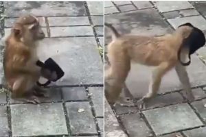 Viral Video: अब तो बंदरों ने भी लगा लिया मास्क, Viral हो रहा समझदार बंदर का Video