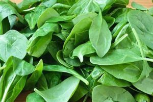 Spinach: सेहत के लिए फायदेमंद है पालक, लेकिन इन चीजों के साथ न करें सेवन, पाचन तंत्र पर पड़ सकता है बुरा असर