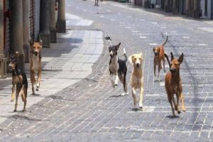 MP: धर्म नगरी उज्जैन में कुत्तों के मुंह में डाला एसिड, पांच की मौत, आरोपी की तलाश में जुटी पुलिस