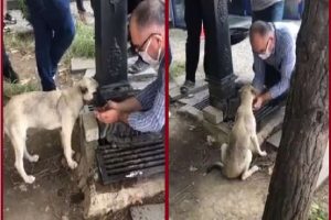 Viral Video: शख्स ने अपने हाथों से पिलाया प्यासे कुत्ते को पानी, लोग बोले- इसे कहते हैं इंसानियत