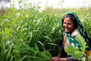 Uttar Pradesh: 35 जिलों के 2.35 लाख किसानों को मिलेगा फसल खराब होने का मुआवजा