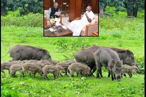 जंगली सूअरों को मारना क्यों चाहती है केरल सरकार? केंद्र सरकार ने परमिशन देने से कर दिया इंकार